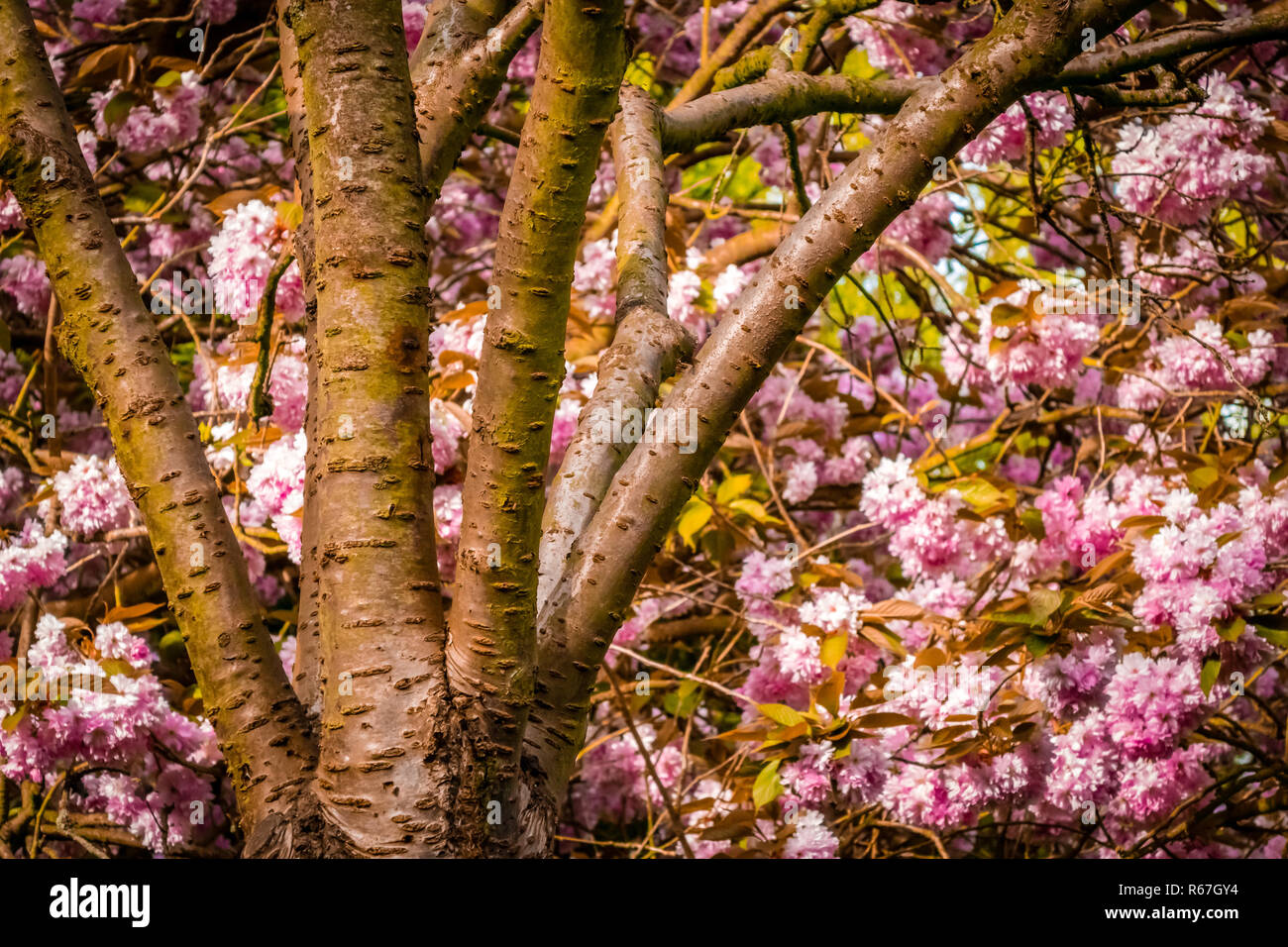 Colors of spring Stock Photo - Alamy