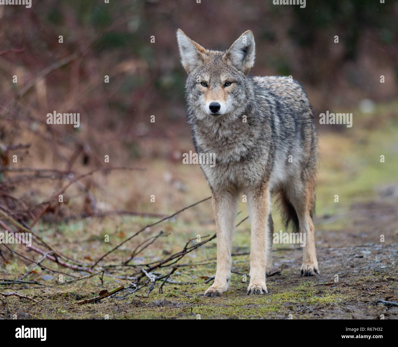Coyote in Canada Stock Photo Alamy