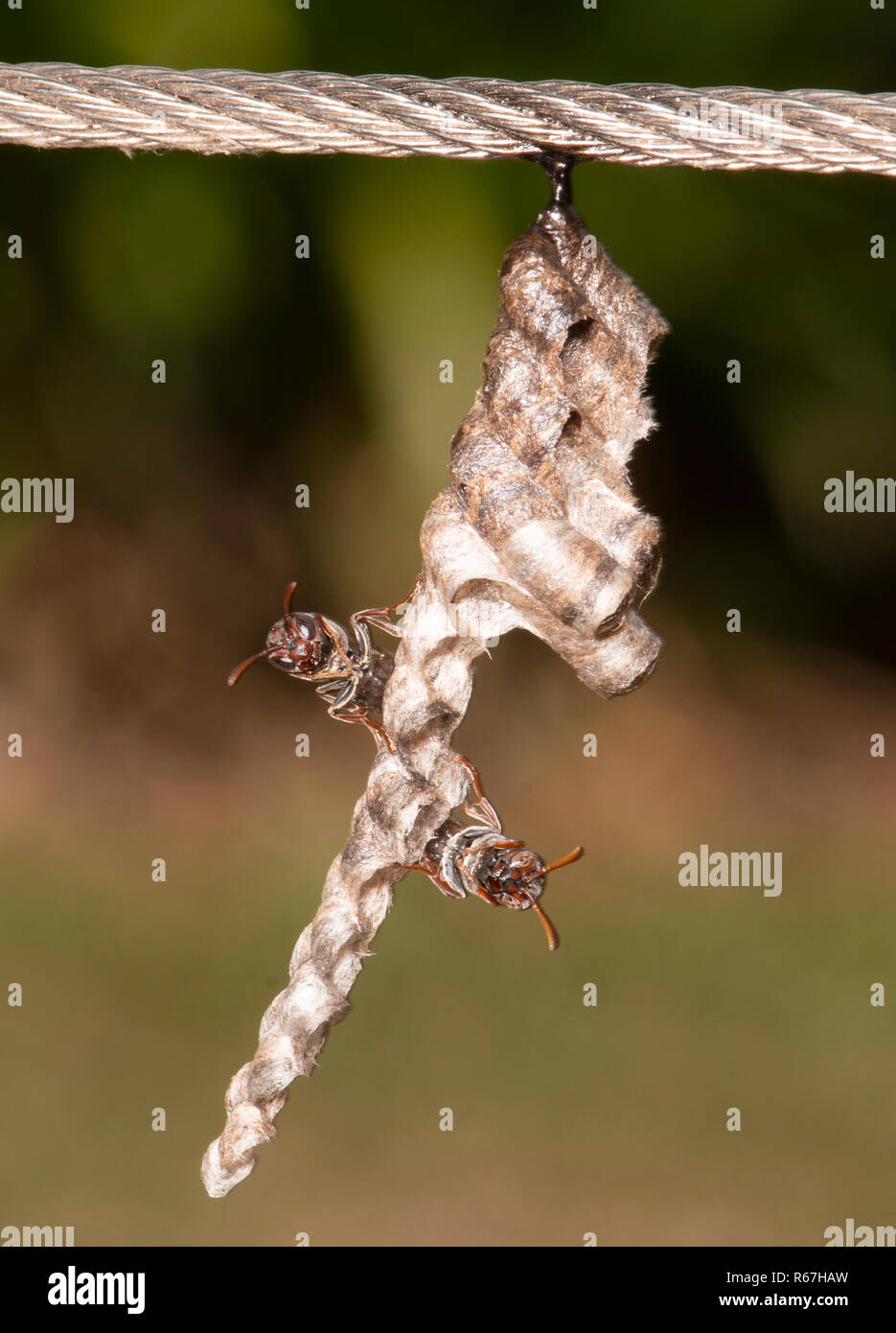 Paper wasp nest australia hires stock photography and images Alamy