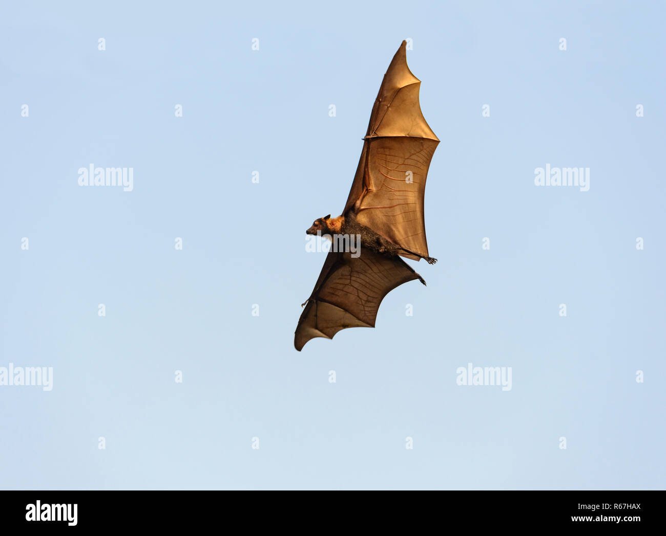 Spectacled flying fox or Spectacled Fruit Bat (Pteropus conspicillatus), is a megabat that lives in Queensland, Australia Stock Photo