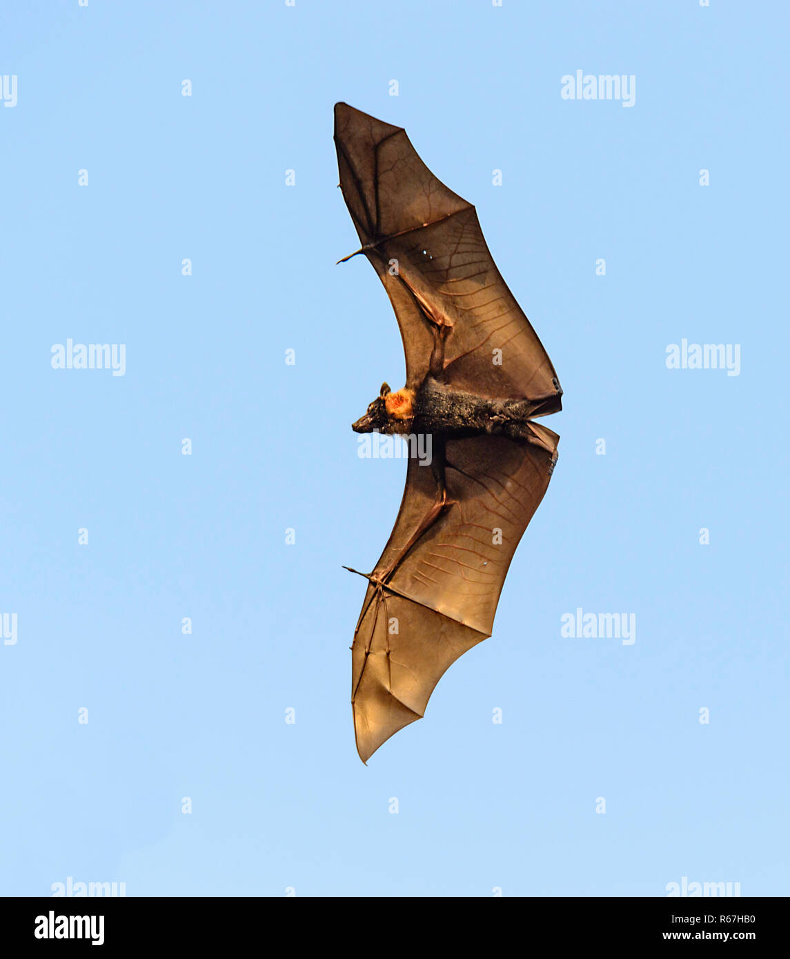 Spectacled flying fox or Spectacled Fruit Bat (Pteropus conspicillatus), is a megabat that lives in Queensland, Australia Stock Photo