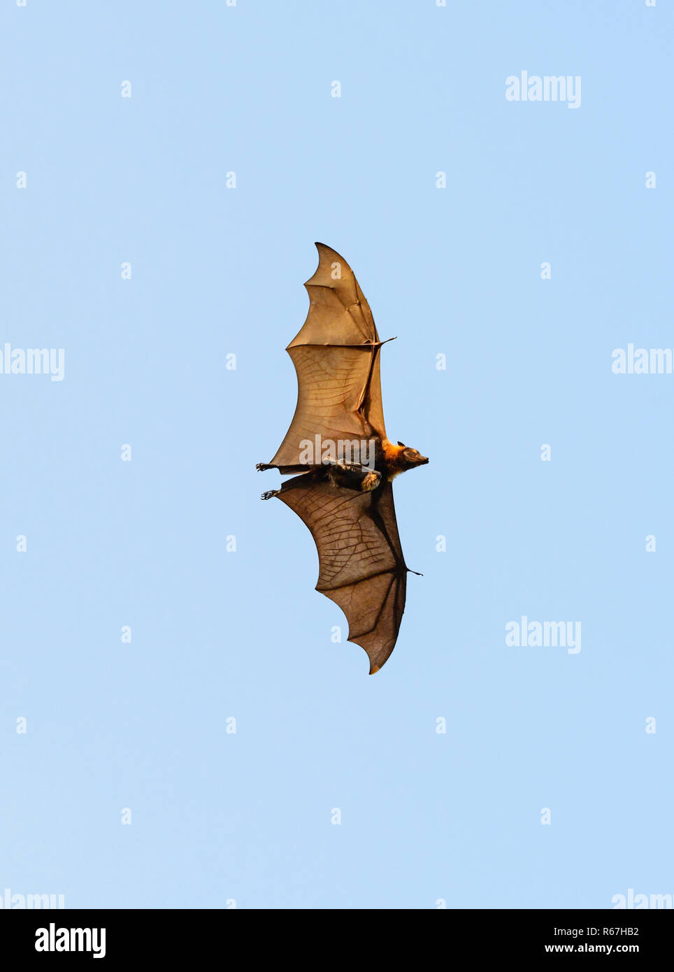 Spectacled flying fox or Spectacled Fruit Bat (Pteropus conspicillatus) in flight carrying a baby, Cairns, Queensland, QLD, Australia Stock Photo