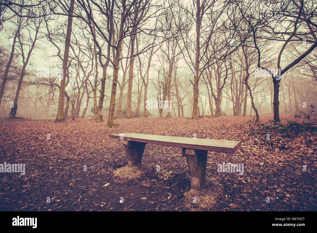 An Empty Bench Empty bench in a forest Stock Photo - Alamy