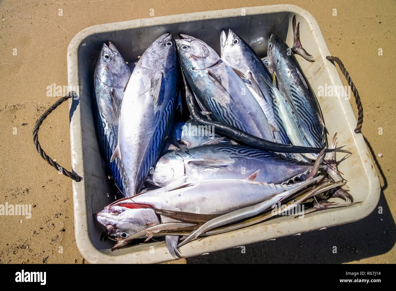 Fresh fish catch Stock Photo Alamy
