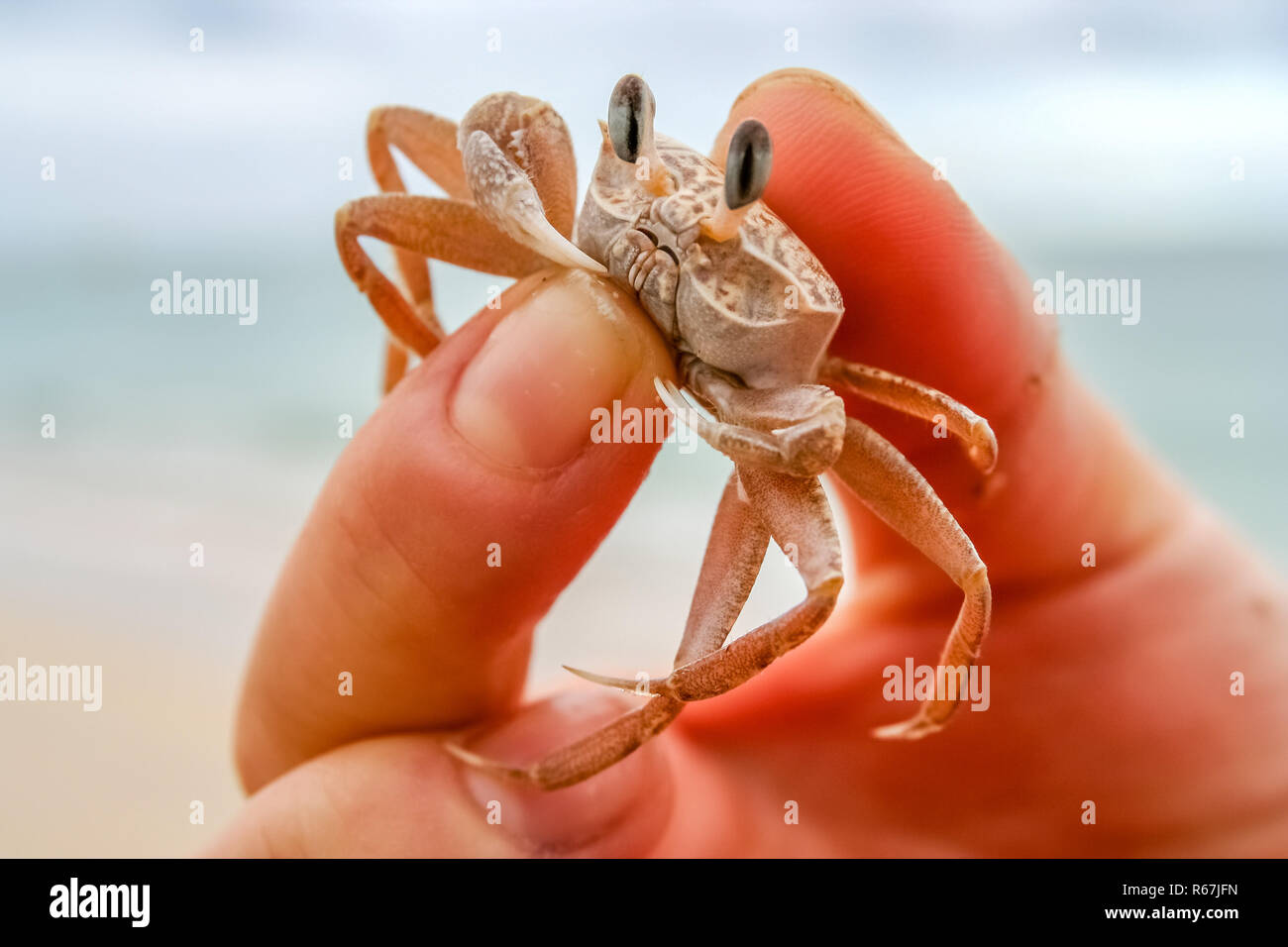Tiny crab in human hand Stock Photo Alamy