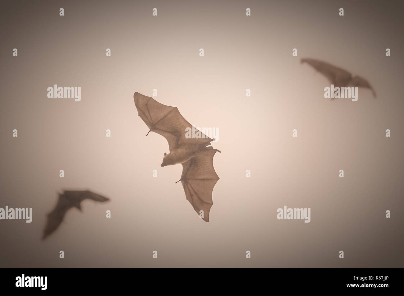 Fruit bats in flight Stock Photo
