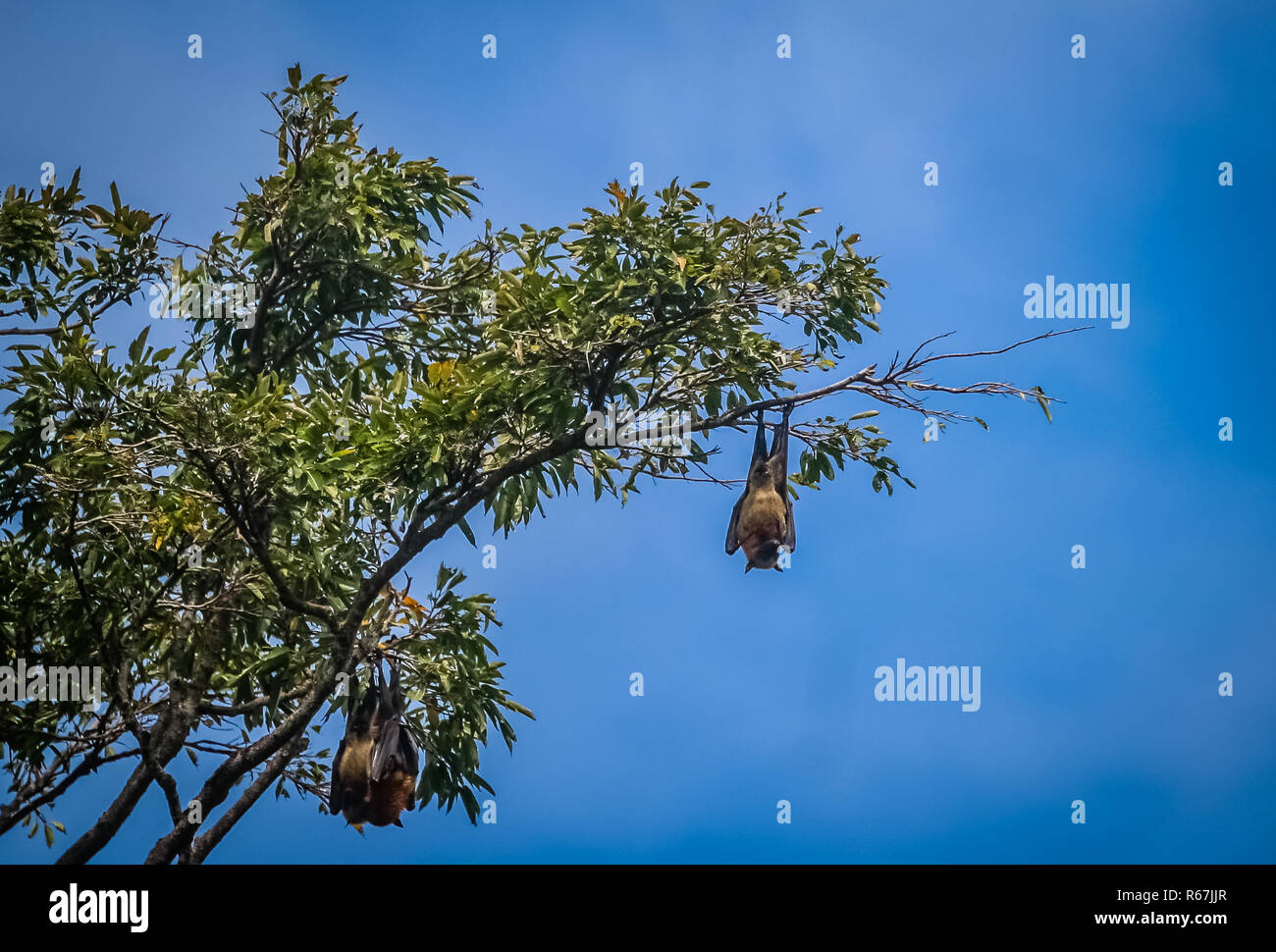 Fruit bat hanging down Stock Photo Alamy
