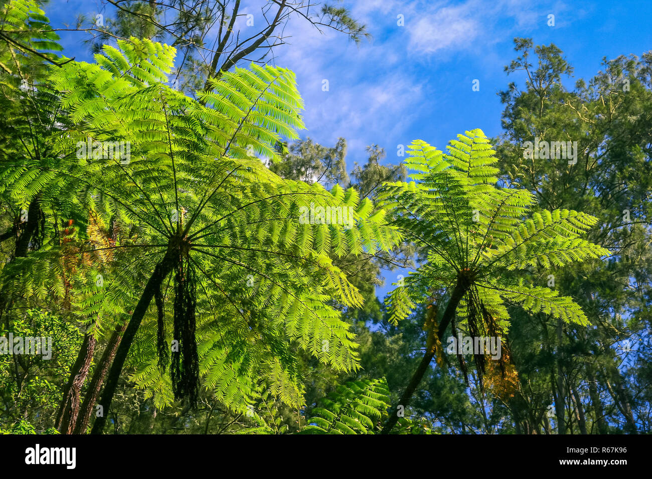 Jungle trees and plants Stock Photo - Alamy