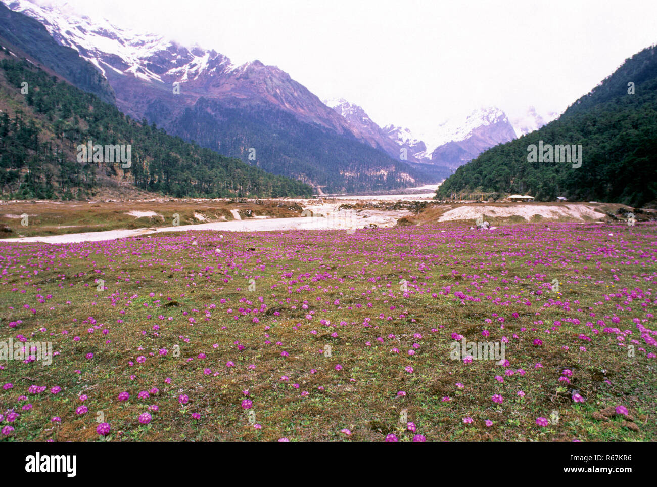 Flower of yumthang valley hires stock photography and images Alamy