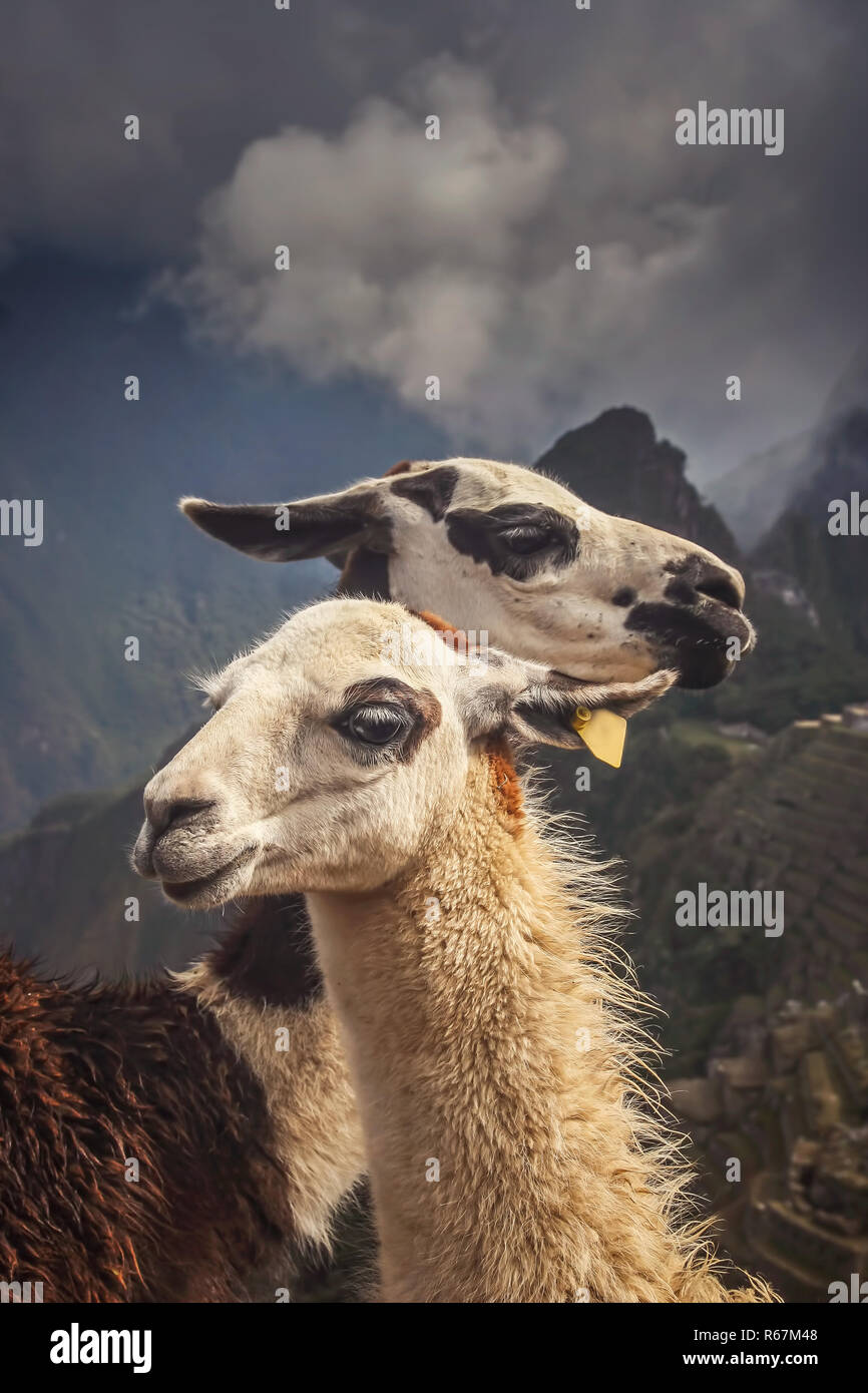 Two Llamas in front of Machu Picchu Stock Photo