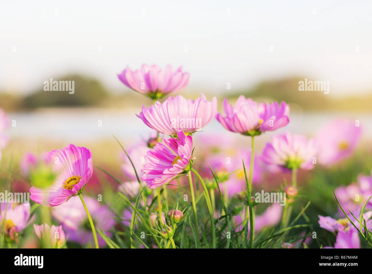 Beautiful cosmos flower sunrise hi-res stock photography and images - Alamy