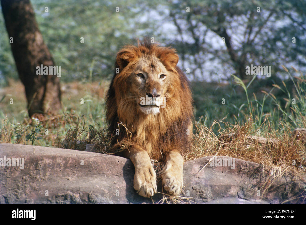 Lion sitting in Forest Stock Photo