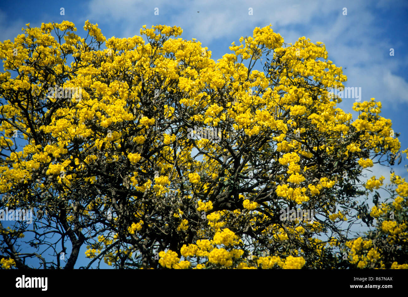 Gulmohar trees hires stock photography and images Alamy