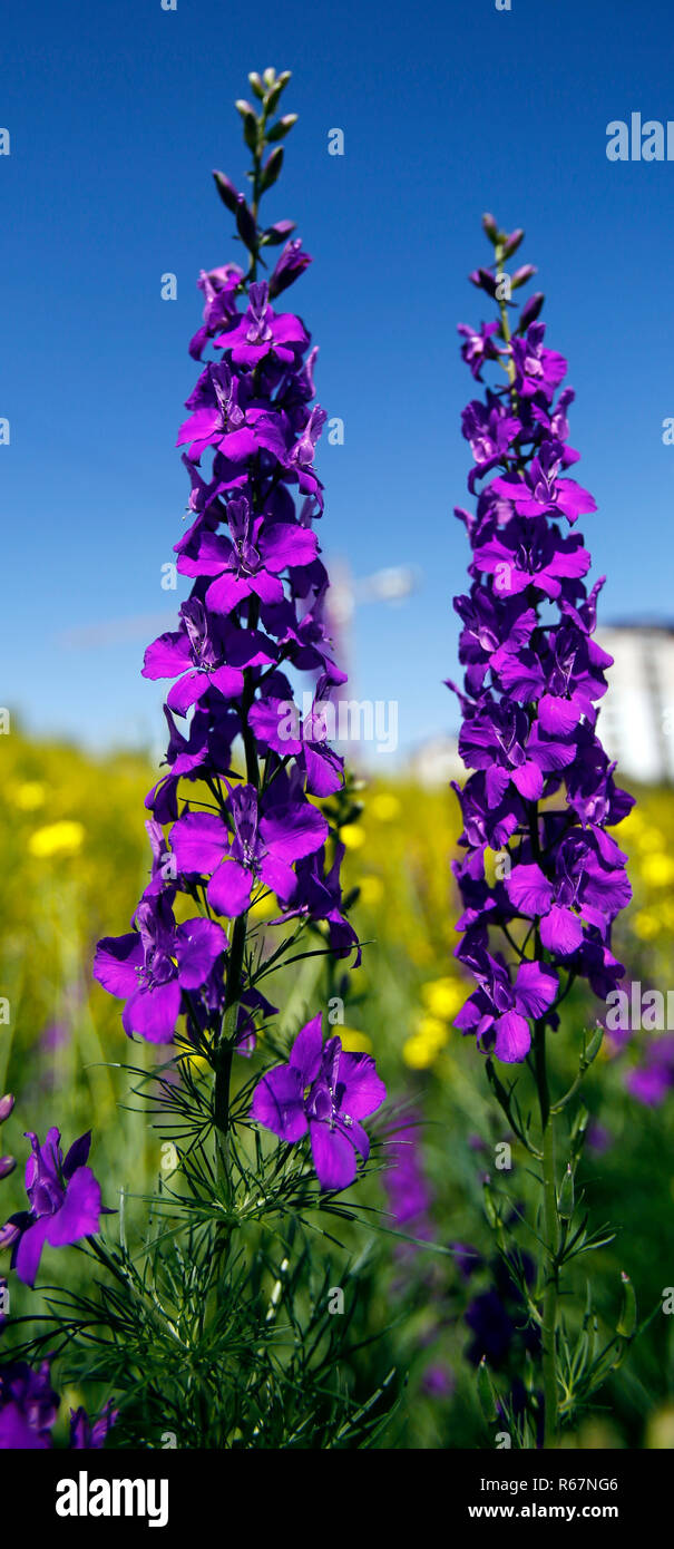 Spring flowers in the city. Stock Photo