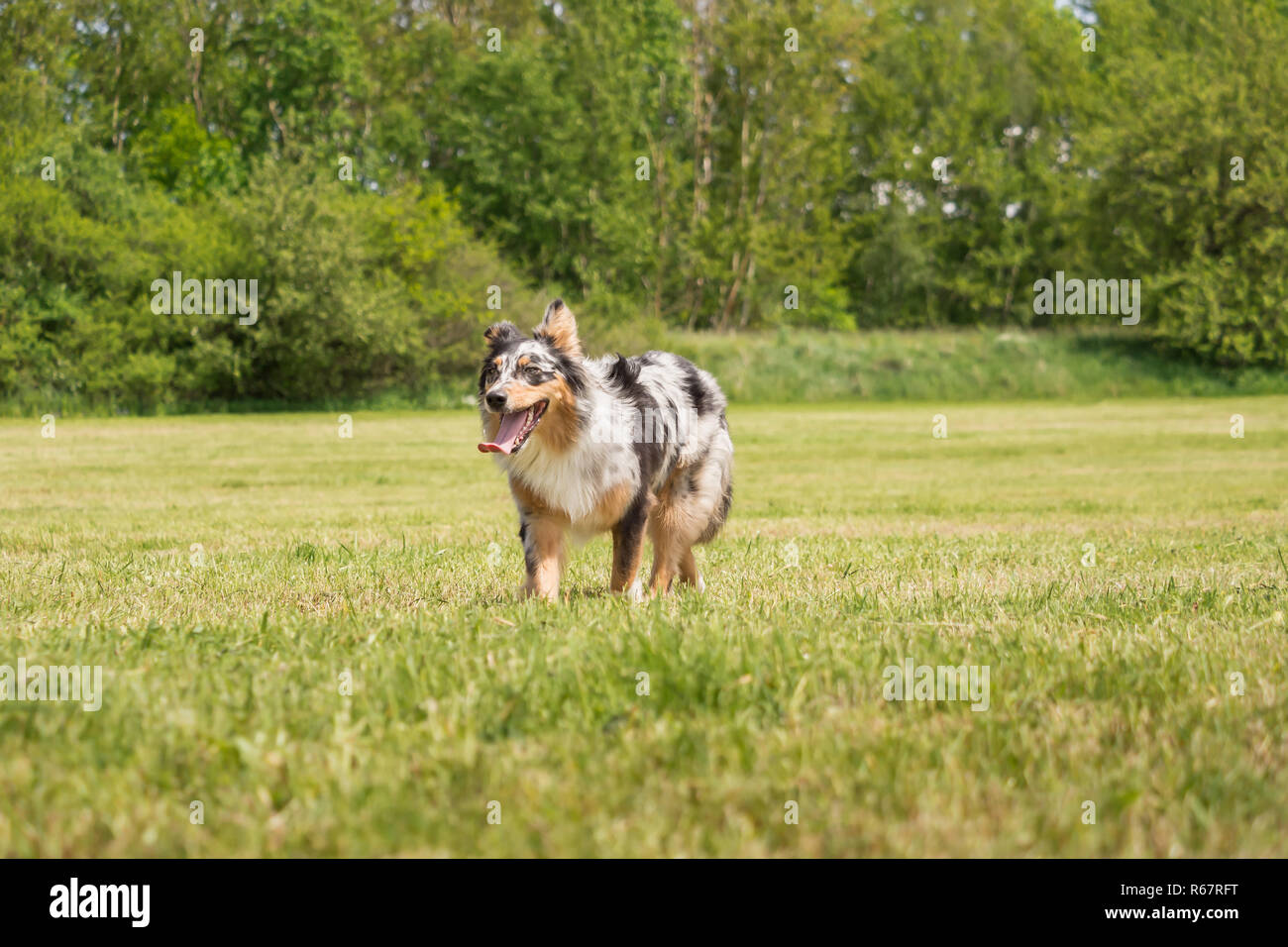 A beautiful Australian Shepherd playing outside Stock Photo - Alamy