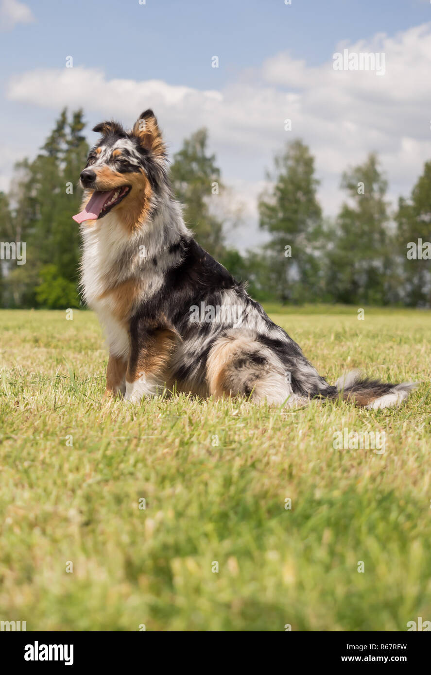 Beautiful australian shepherd 2025