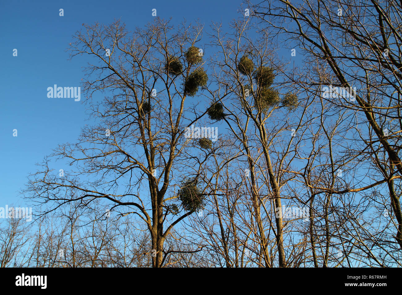 mistletoes in trees Stock Photo