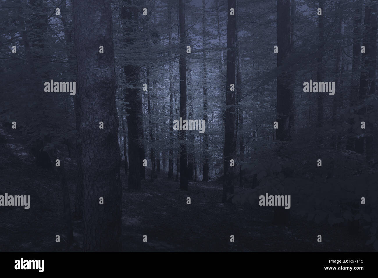 Mysterious misty forest in blue Stock Photo