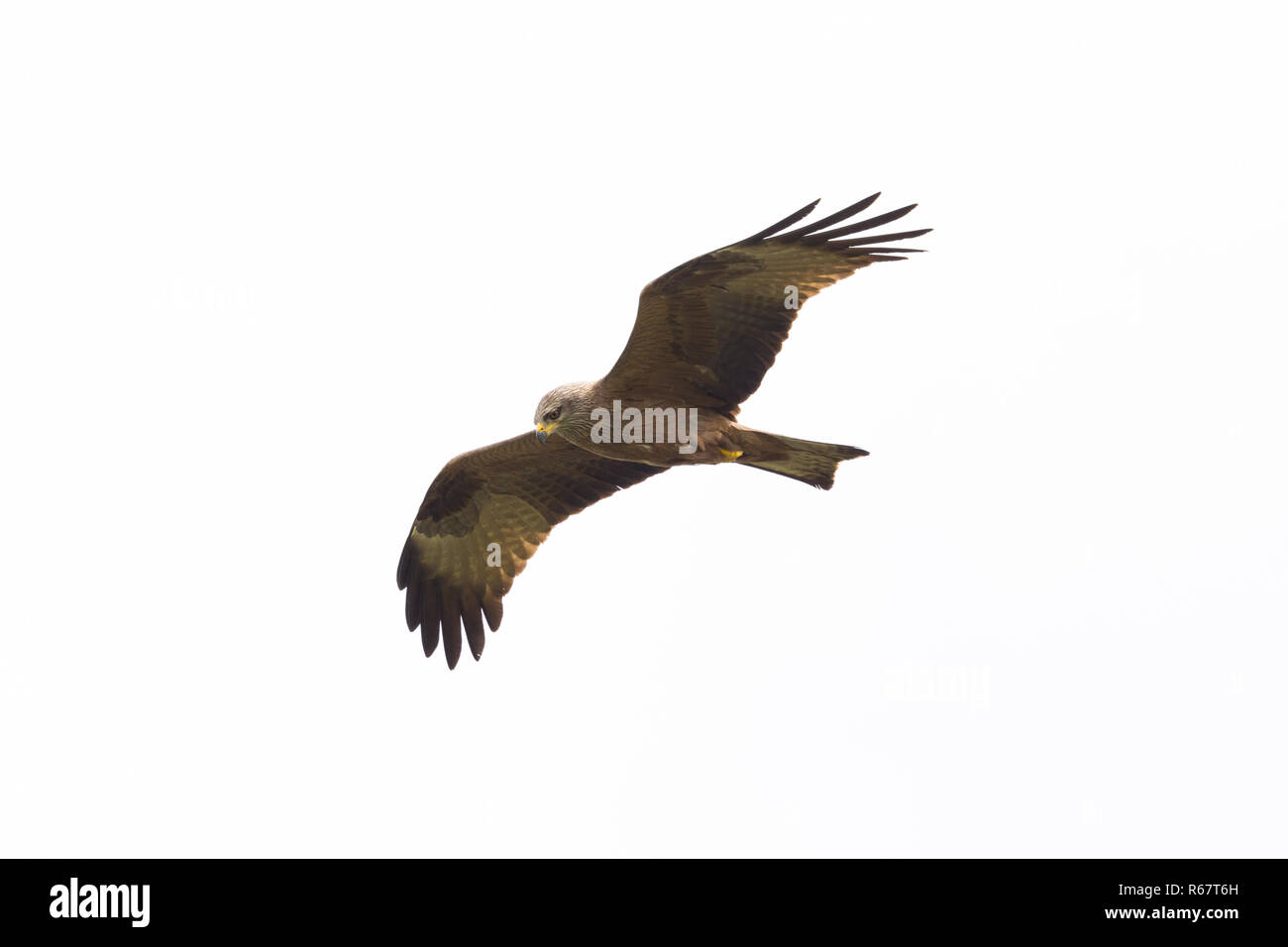 portrait isolated natural black kite bird (milvus migrans) in flight, spread wings Stock Photo