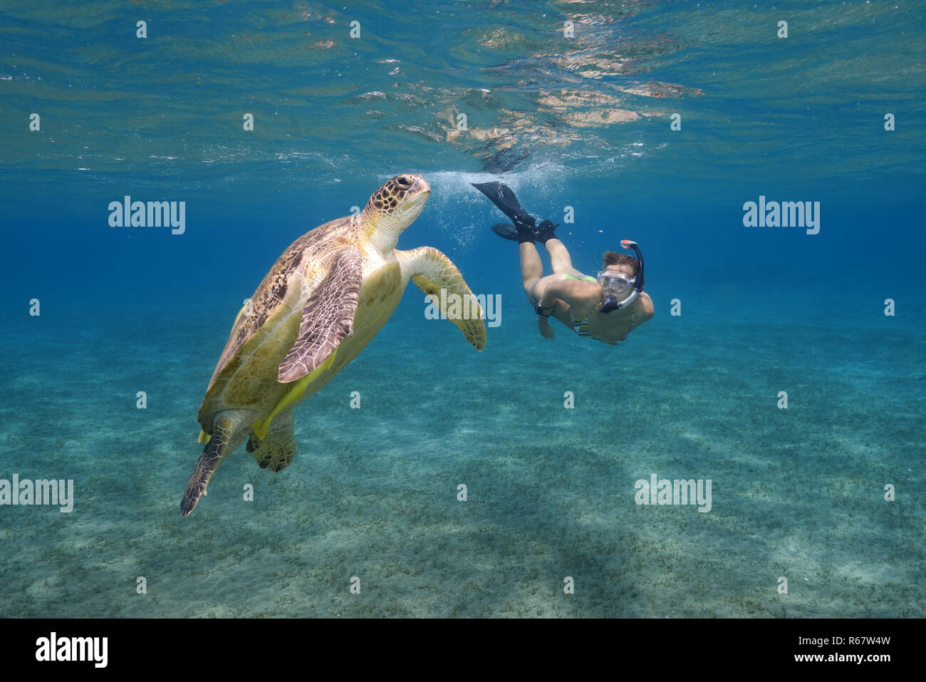 Woman with mask and fins snorkling with Green Sea Turtle (Chelonia mydas), Red Sea, Abu Dabab, Marsa Alam, Egypt Stock Photo