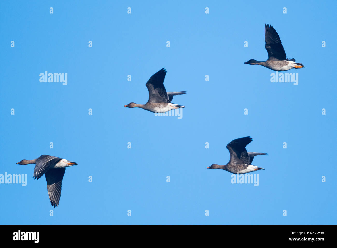 Bean Geese (Anser fabalis) flying, Emsland, Lower Saxony, Germany Stock Photo