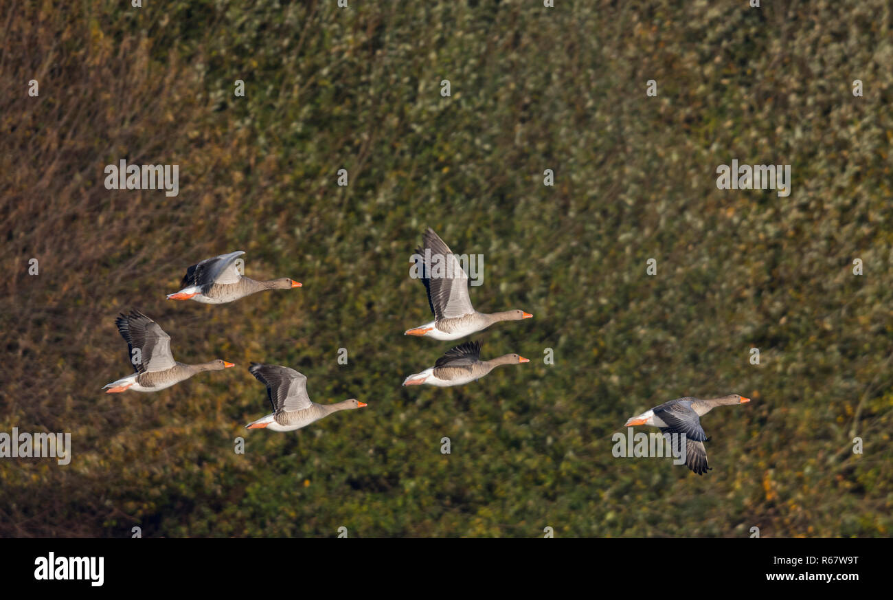 Greylag geese (Anser anser), flying, Emsland, Lower Saxony, Germany Stock Photo