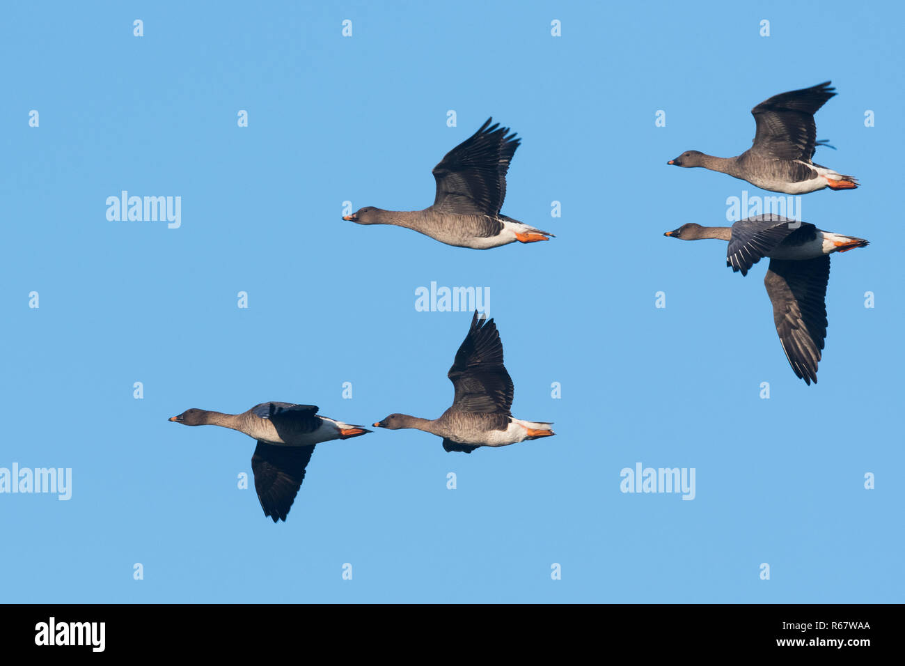 Bean Geese (Anser fabalis), group, flying, Emsland, Lower Saxony, Germany Stock Photo