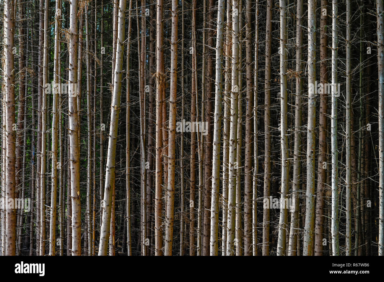 Narrow standing tree trunks of a Spruces protection (Picea), Rhineland-Palatinate, Germany Stock Photo