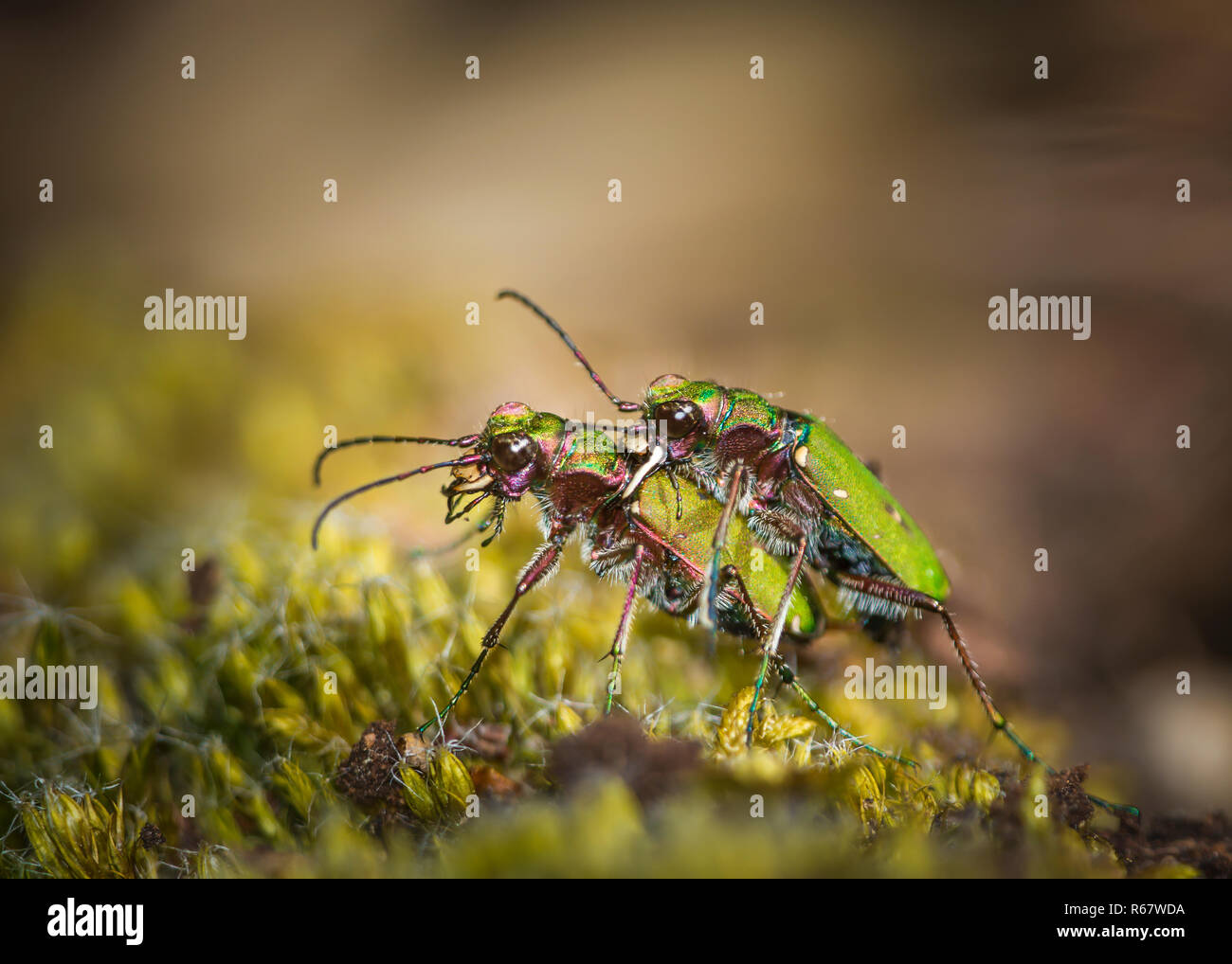 Two Green tiger beetle (Cicindela campestris) mating, Mönchbruch forest, Mönchbruch nature reserve, Rüsselsheim am Main Stock Photo