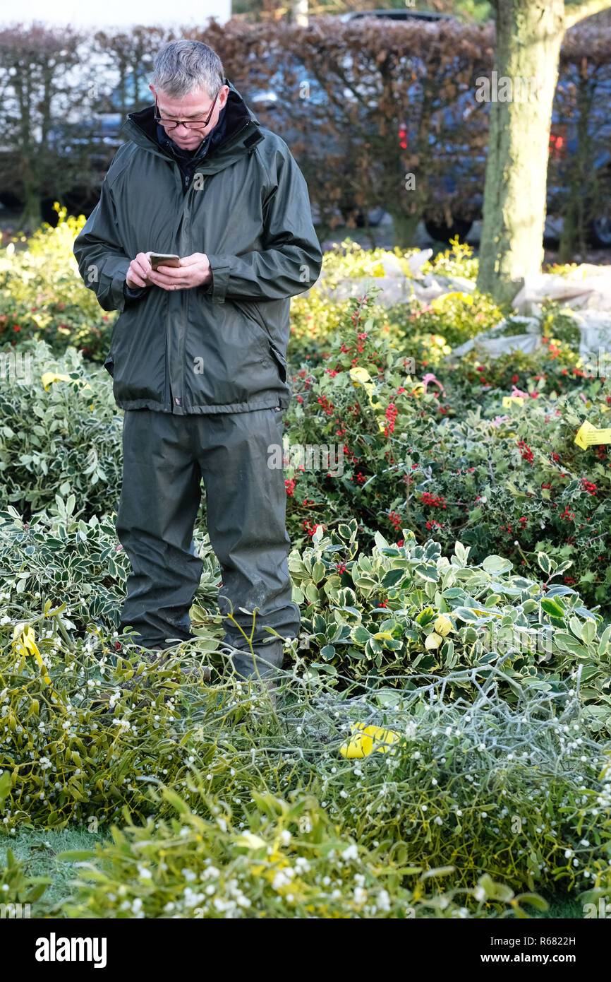 Burford House, Tenbury Wells, Worcestershire, UK - Tuesday 4th December 2018 - Christmas Holly and Mistletoe auction - Mistletoe auctions have been held in Tenbury Wells for over 160 years. The parasitic plant thrives in the many apple orchard in the regions. A buyer checks the mistletoe on a crisp winter morning. Credit: Steven May/Alamy Live News Stock Photo