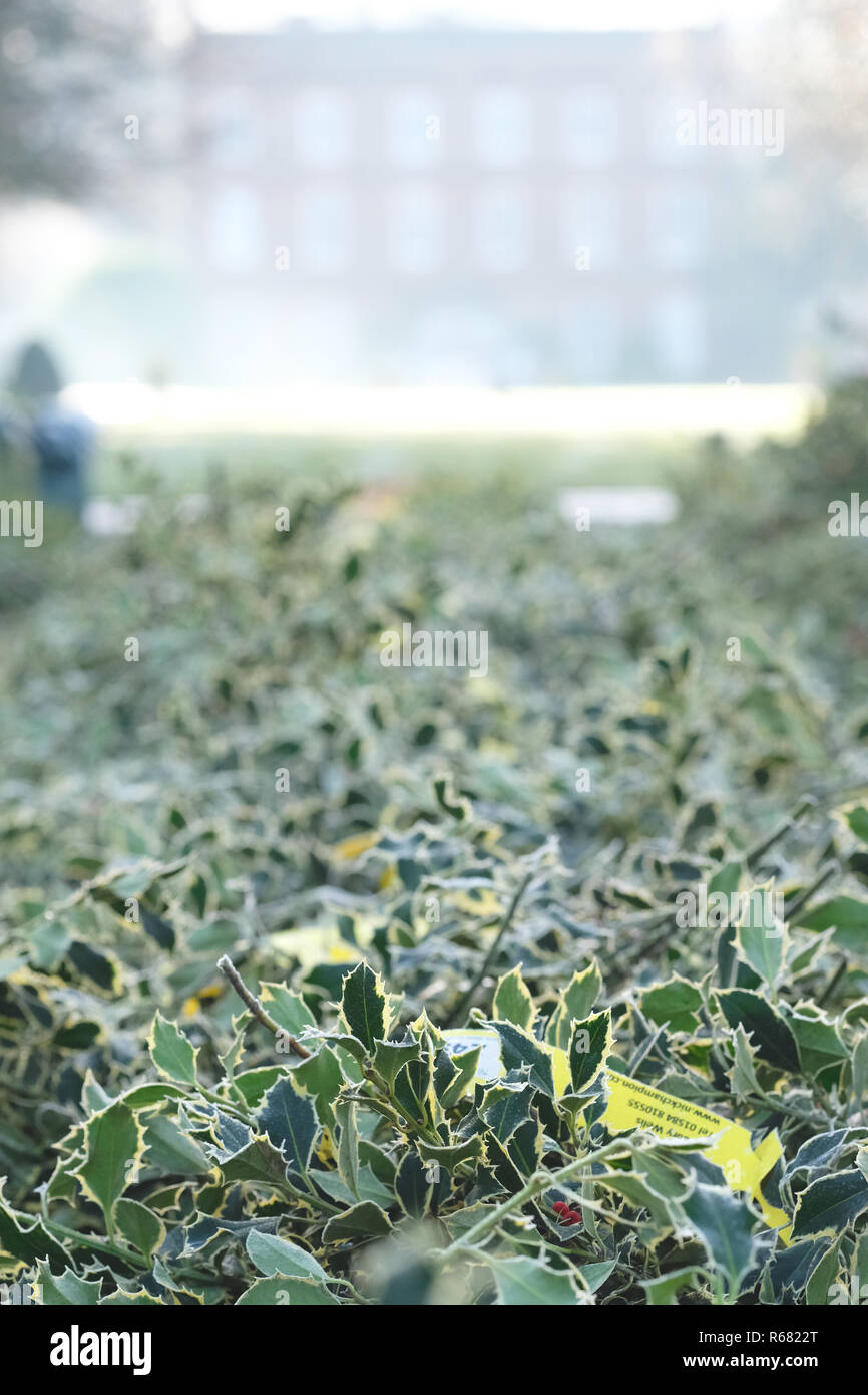 Burford House, Tenbury Wells, Worcestershire, UK - Tuesday 4th December 2018 - Christmas Holly and Mistletoe auction - Mistletoe auctions have been held in Tenbury Wells for over 160 years. Bundles of holly lined up for auction in front of Burford House on a crisp winter morning. Credit: Steven May/Alamy Live News Stock Photo