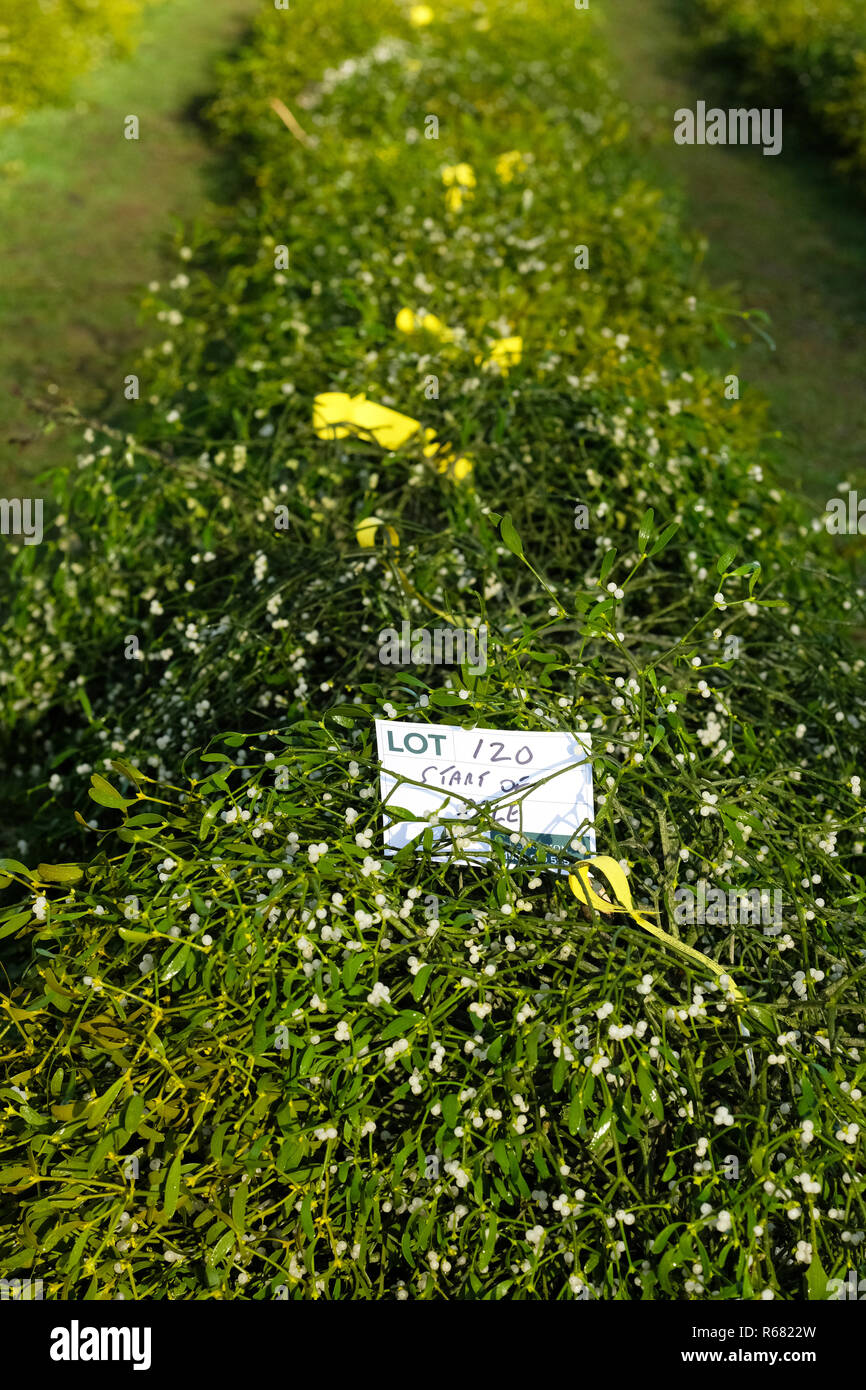 Burford House, Tenbury Wells, Worcestershire, UK - Tuesday 4th December 2018 - Christmas Holly and Mistletoe auction - Mistletoe auctions have been held in Tenbury Wells for over 160 years. Bundles of mistletoe lined up ready for auction. Credit: Steven May/Alamy Live News Stock Photo