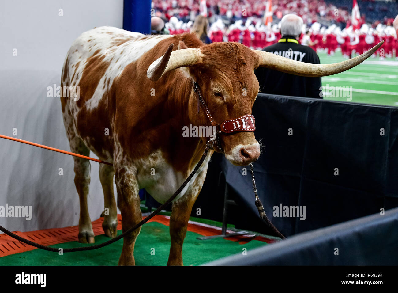 Texas longhorns mascot hi-res stock photography and images - Alamy