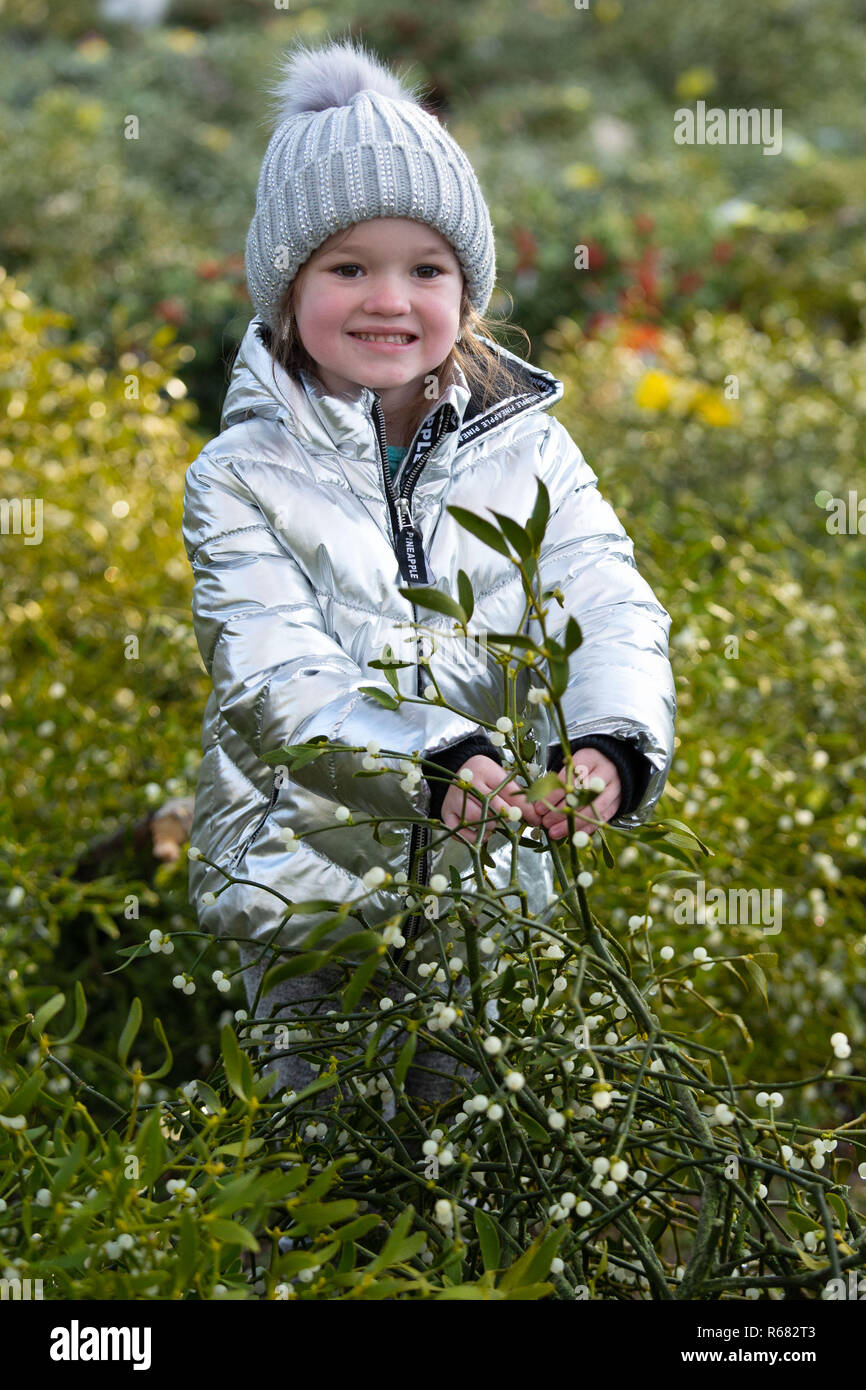 Tenbury Wells, England, UK. 4th, December,2018. Pictured, Chanel Bassett (6) in amongst the bushes of mistletoe for sale. The annual mistletoe and holly auctions have been taking place for over 160 years in Tenbury Wells. The auctions are held at Burford Hall Gardens and attract buyers from all over the UK. Credit: David Warren/Alamy Live News Stock Photo