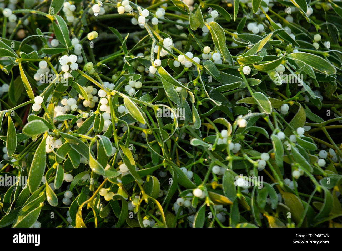 Tenbury Wells, England, UK. 4th, December,2018. Some of the mistletoe on sale. The annual mistletoe and holly auctions have been taking place for over 160 years in Tenbury Wells. The auctions are held at Burford Hall Gardens and attract buyers from all over the UK. Credit: David Warren/Alamy Live News Stock Photo