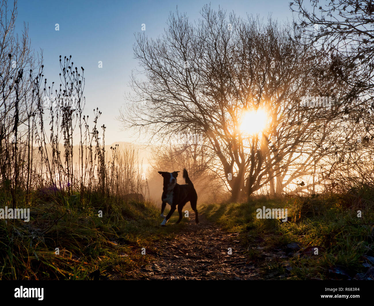 Wirksworth, Derbyshire Dales. 4th Dec 2018. UK Weather: Border Collie dog going for a walk off lead on a cold winter morning during a spectacular sunrise with cloud inversion above Wirksworth in the Derbyshire Dales, Peak District National Park Credit: Doug Blane/Alamy Live News Stock Photo