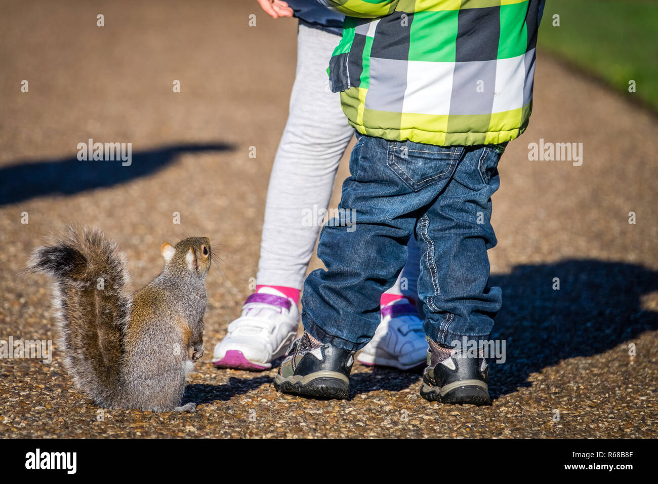 Hungry Squirrel And Kids Stock Photo 227607199 Alamy