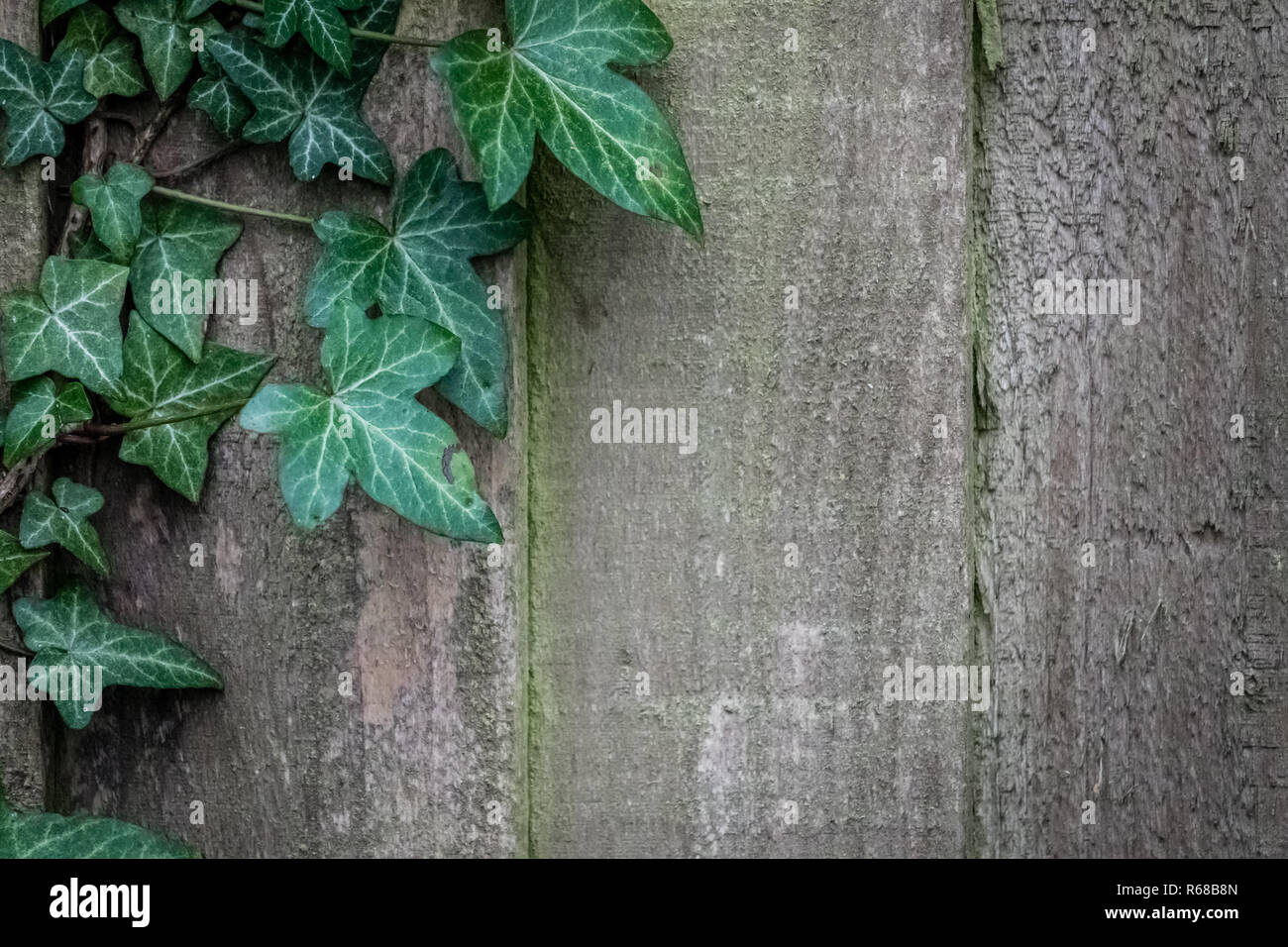 Green ivy on wooden fence wall Stock Photo