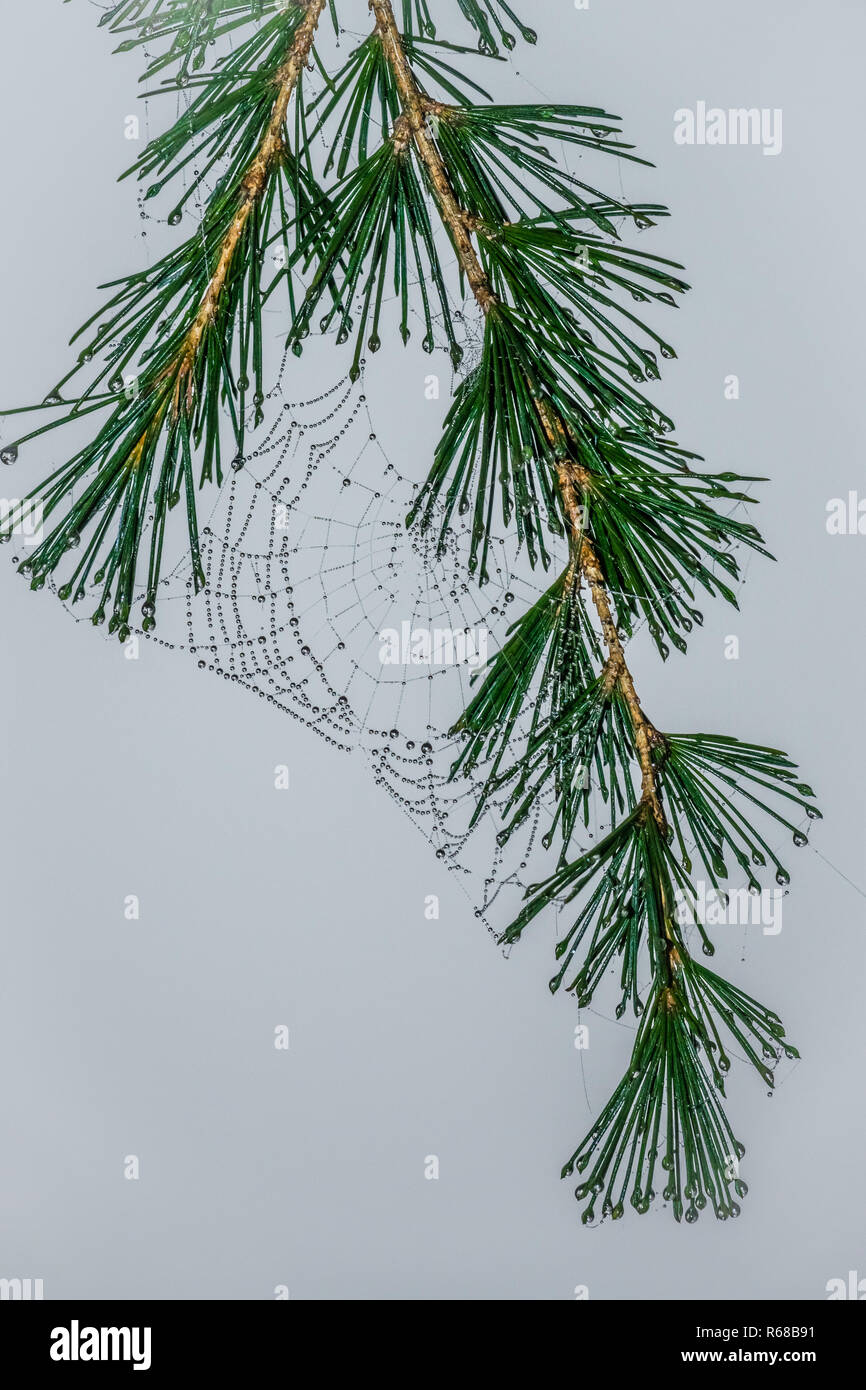 Morning dew drops on a spider web Stock Photo
