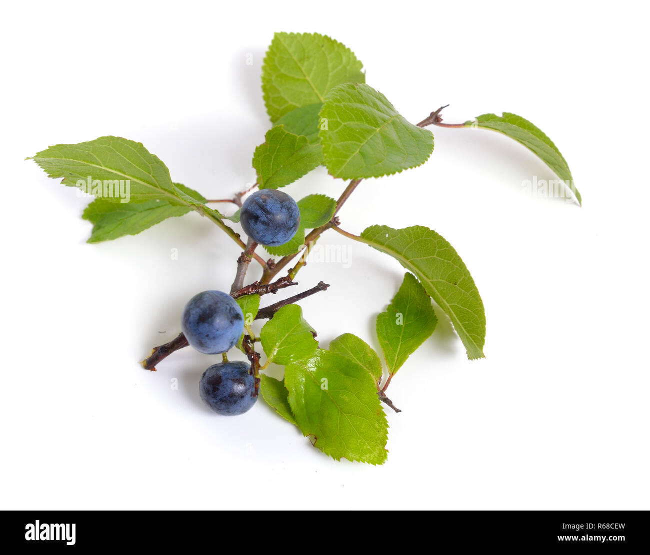 Prunus spinosa tree Cut Out Stock Images & Pictures - Alamy