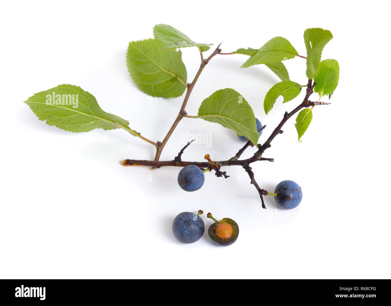 Prunus spinosa or blackthorn, or sloe. Isolated twig with fruit. Stock Photo