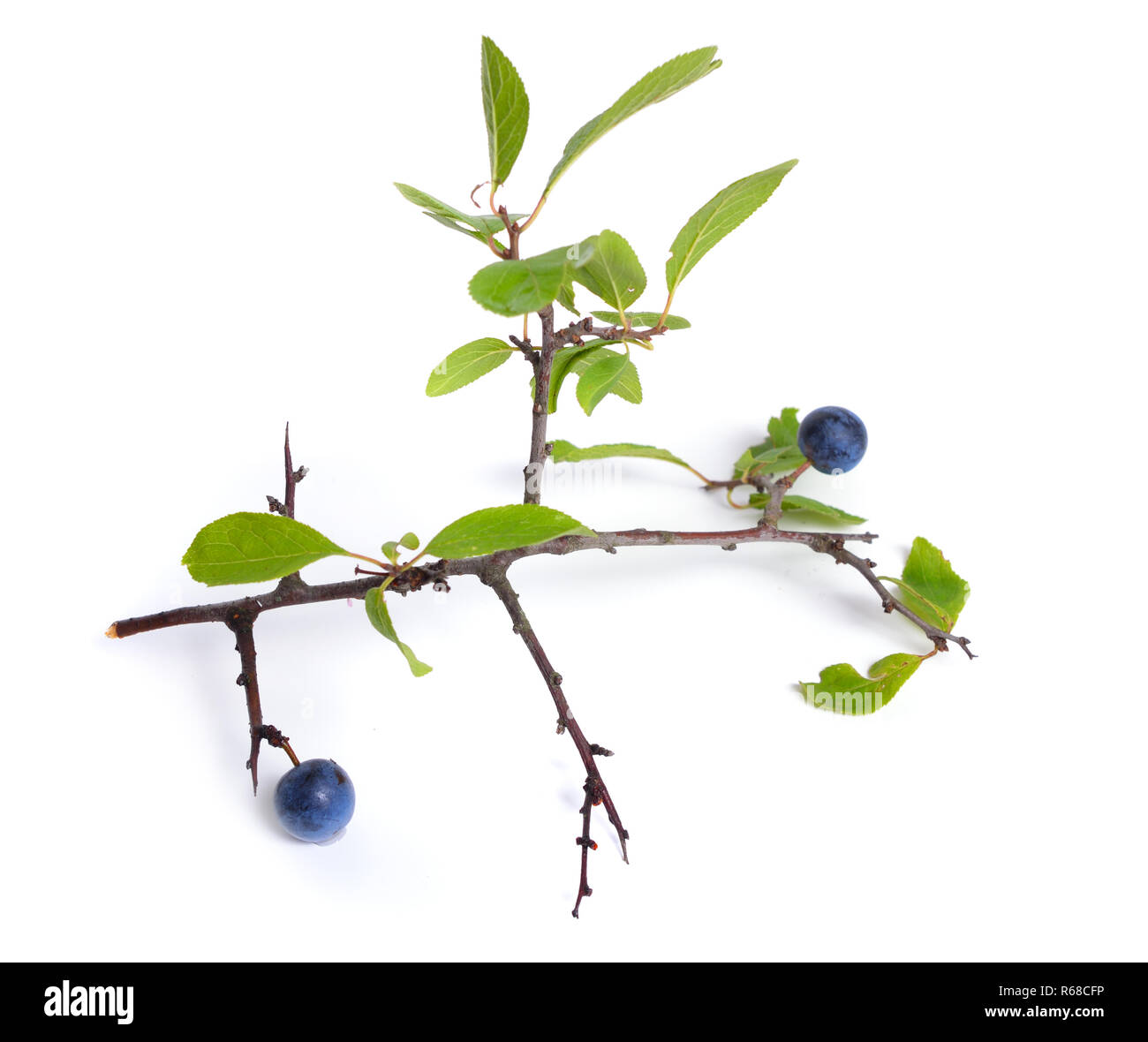 Prunus spinosa or blackthorn, or sloe. Isolated twig with fruit. Stock Photo