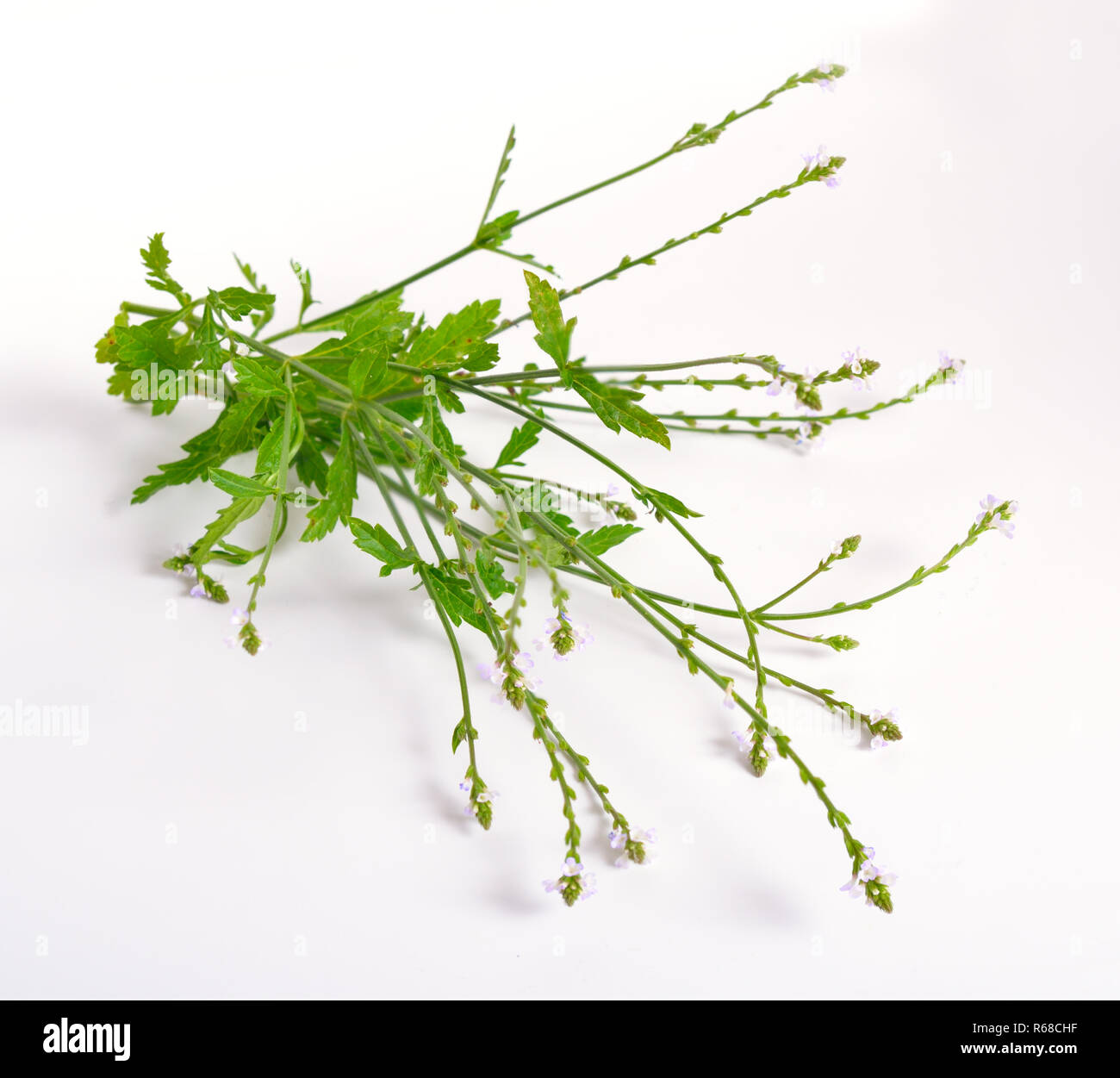 Verbena officinalis, the common vervain or common verbena. On white background. Stock Photo