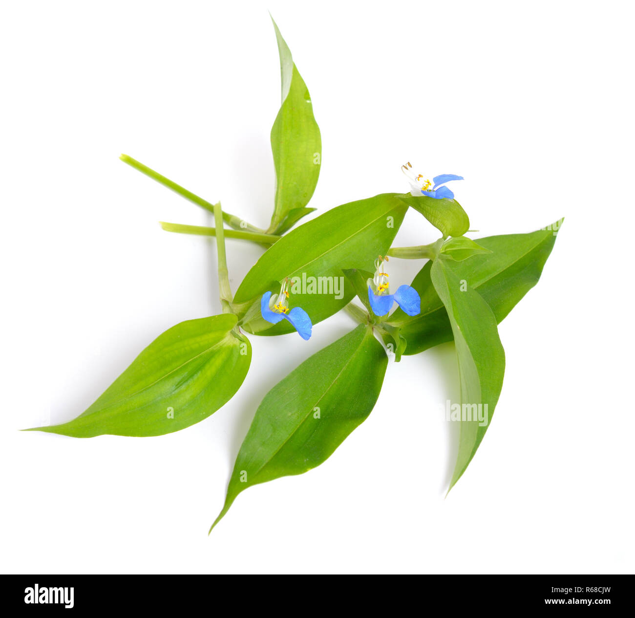 Commelina communis, commonly known as the Asiatic dayflower. Isolated. Stock Photo