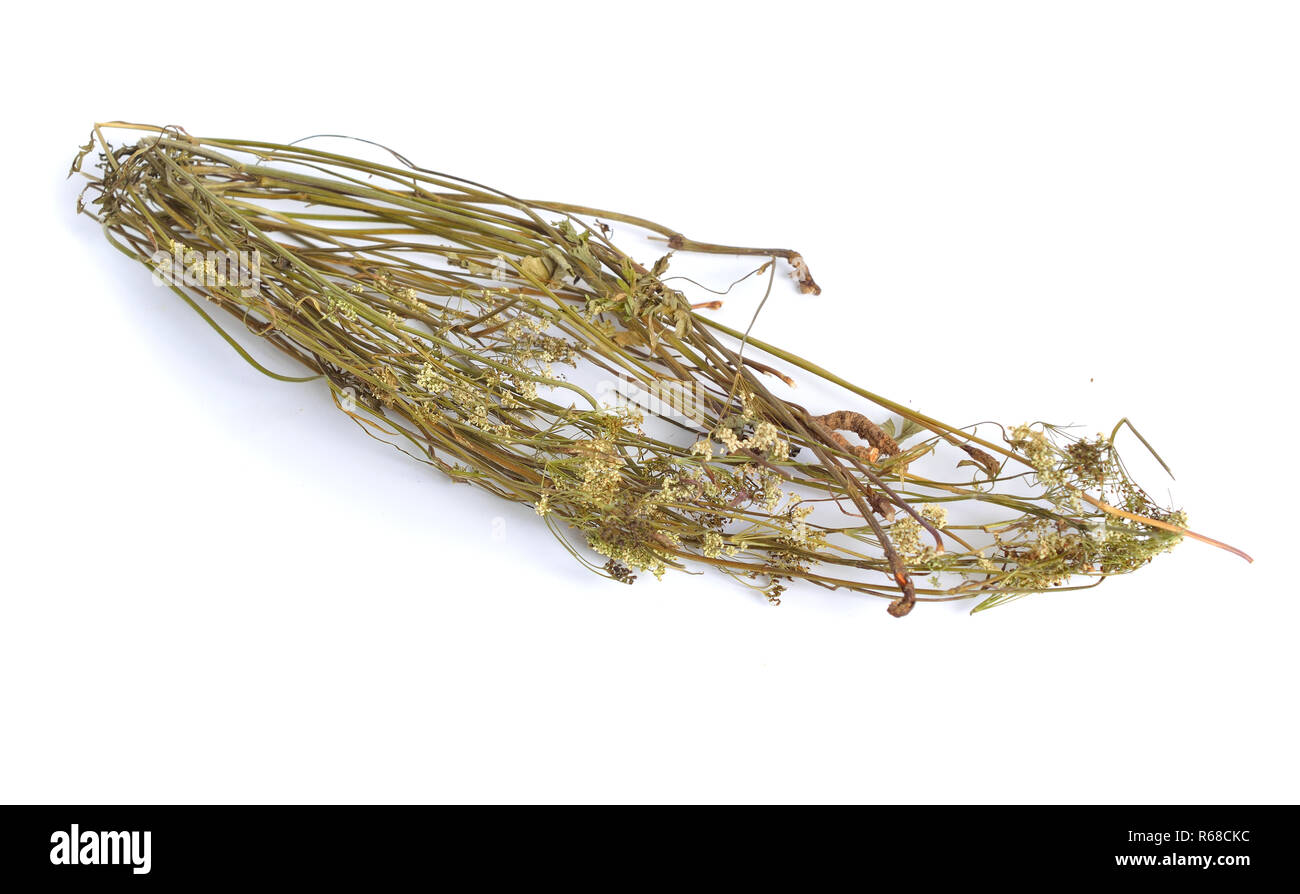 Pimpinella saxifraga, known as burnet-saxifrage, solidstem burnet saxifrage, lesser burnet. Dried medicinal plant. Stock Photo