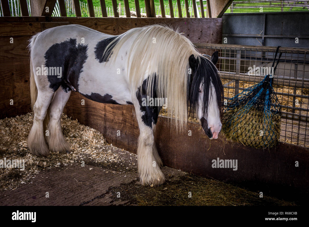 Horse eating hay Stock Photo