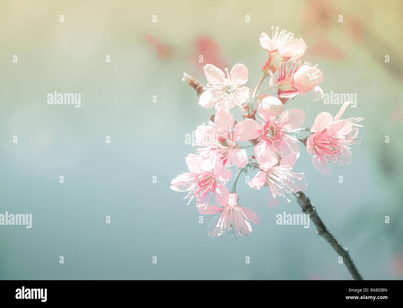 Soft focus Cherry Blossom or Sakura flower on nature background Stock Photo