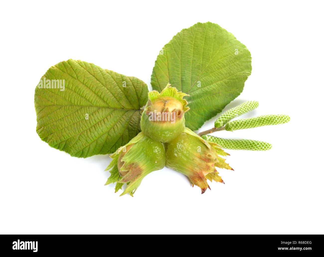 Green hazelnuts on the twig. isolated on white background. Stock Photo