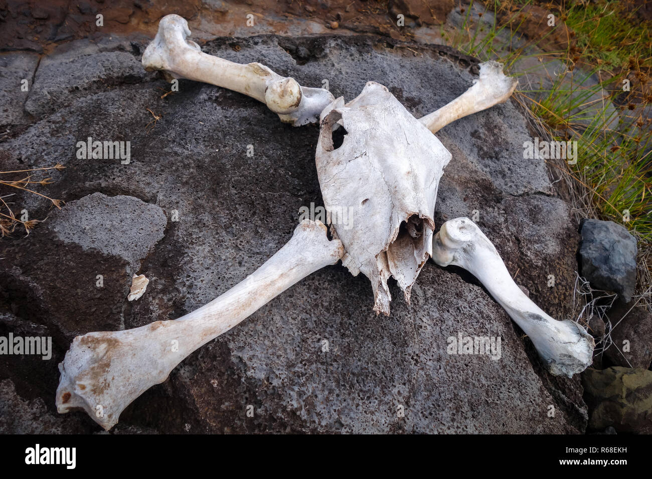 Horse skull and bones Stock Photo