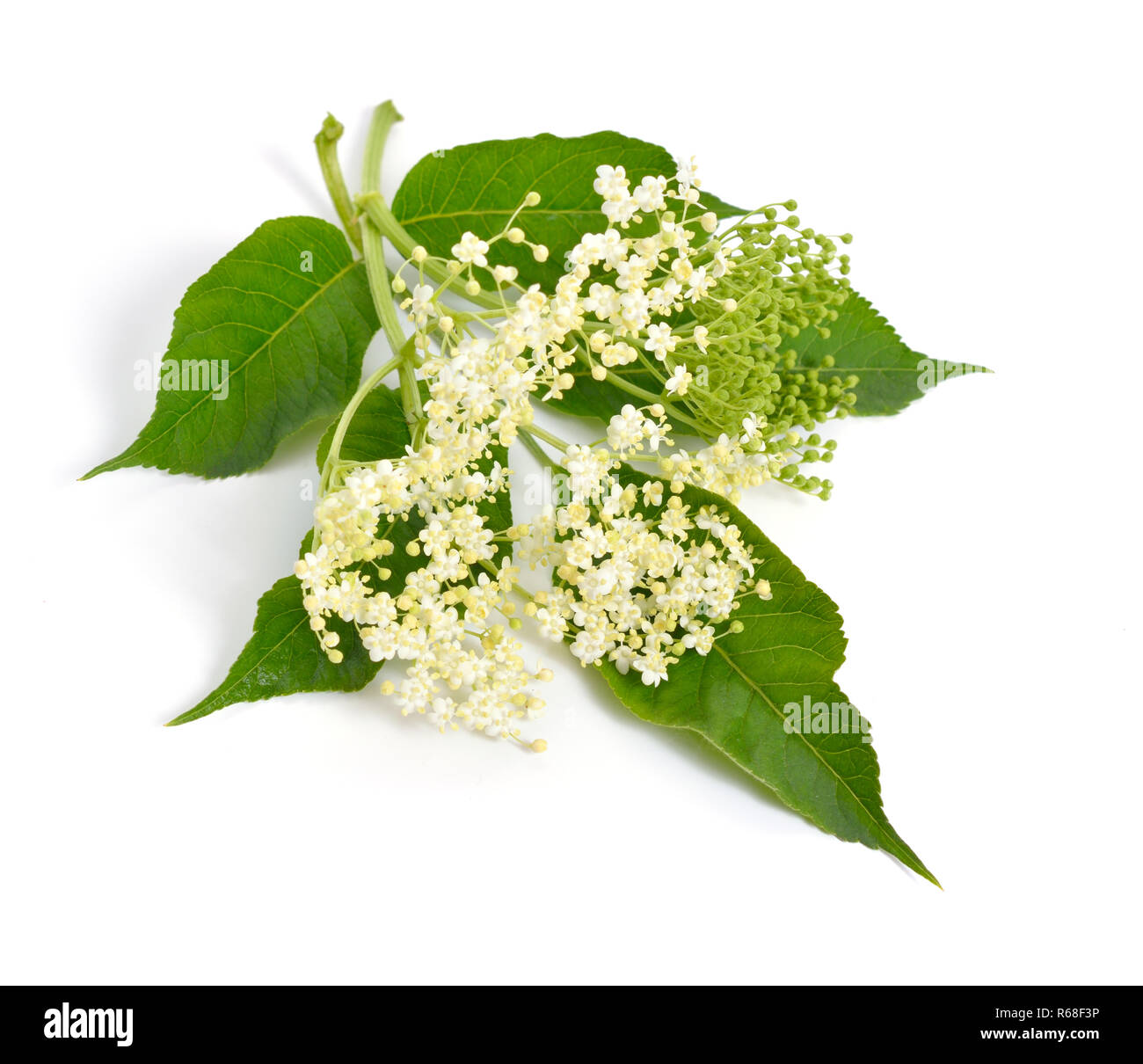 Elderberry flower and leaves isolated on white backgroun Stock Photo